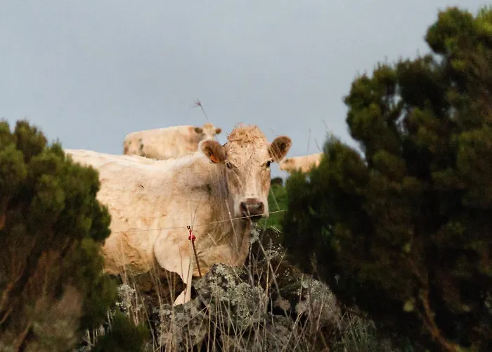 Da Graciosa Hotel Santa Cruz da Graciosa