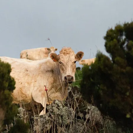 Da Graciosa Hotel Santa Cruz da Graciosa